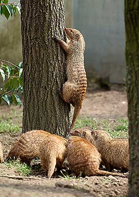 Aachener Zoo Aachener-Zoo-Zebramanguste-001